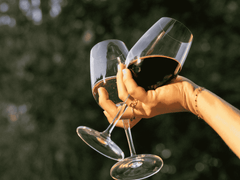 Is There Such a Thing as a Good Non-Alcoholic Red Wine?